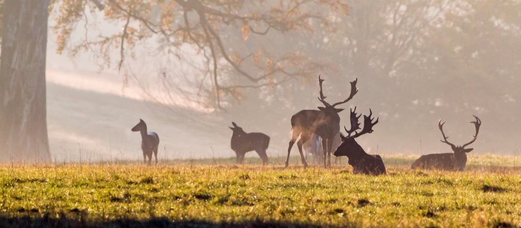 Movie Locations with the National Trust | Ashridge Estate